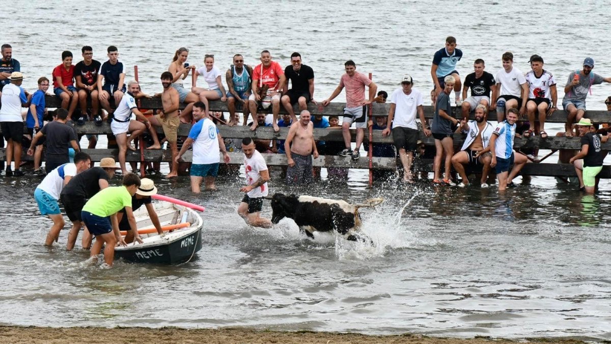 Una vaqueta dins de l’aigua, a la platja de Garbí de la Ràpita.