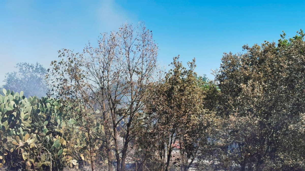 Incendio ocurrido el pasado 17 de abril en el término de Vilallonga del Camp.