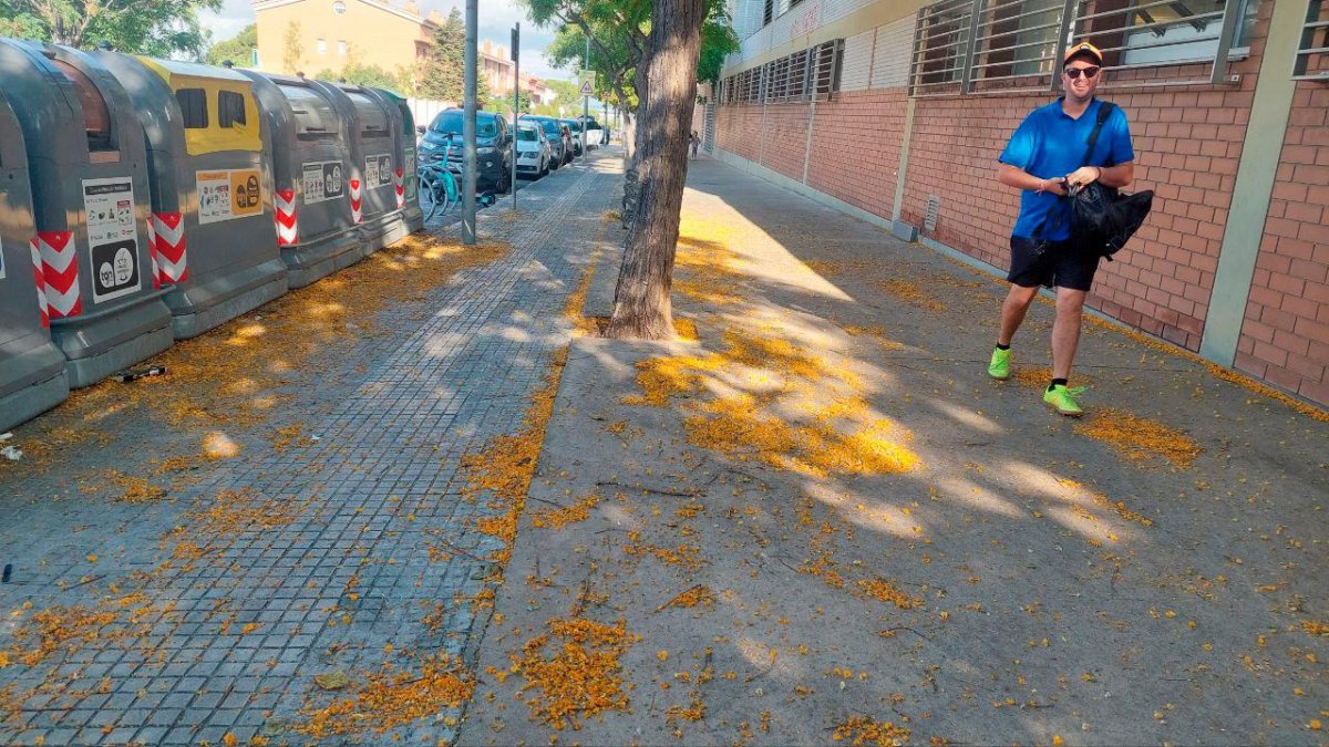 Las flores de la tipuana delante de la escuela Pax de Tarragona.