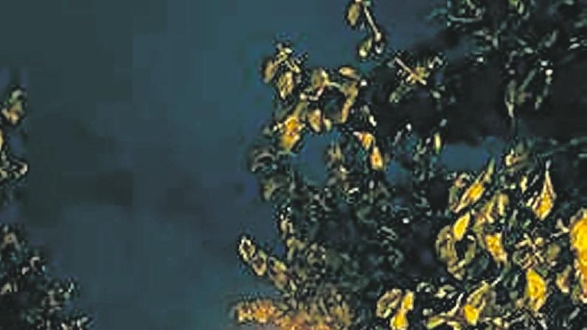 Con estas medidas mejorarán la eficiencia.