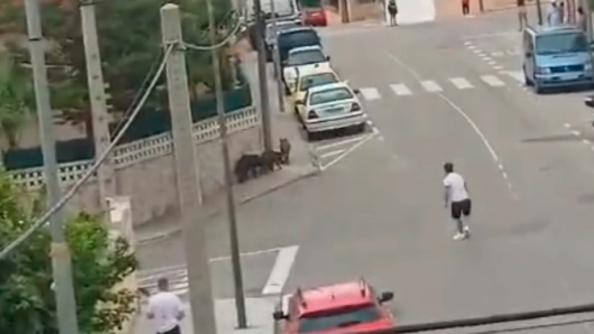 La familia de jabalíes que se ha dejado ver este domingo en Creixell.