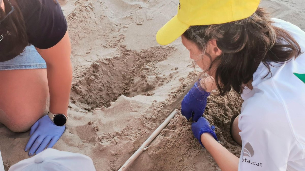 El niu de la tortuga a la platja de la Savinosa de Tarragona.