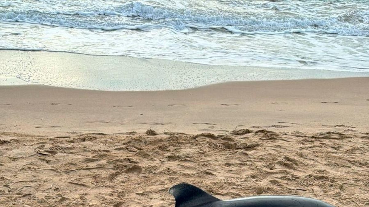 El ejemplar hallado este domingo en la playa del Regueral.