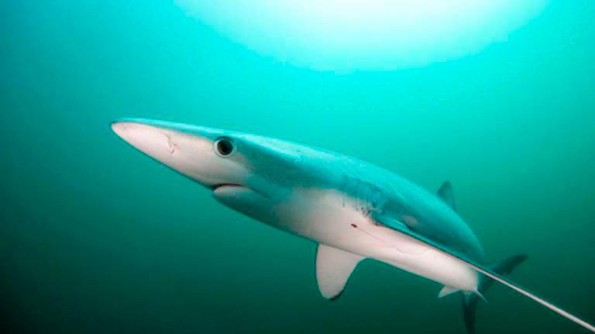 Un ejemplar de tintorera parecido al que podría estar nadando en la playa de Alcanar.