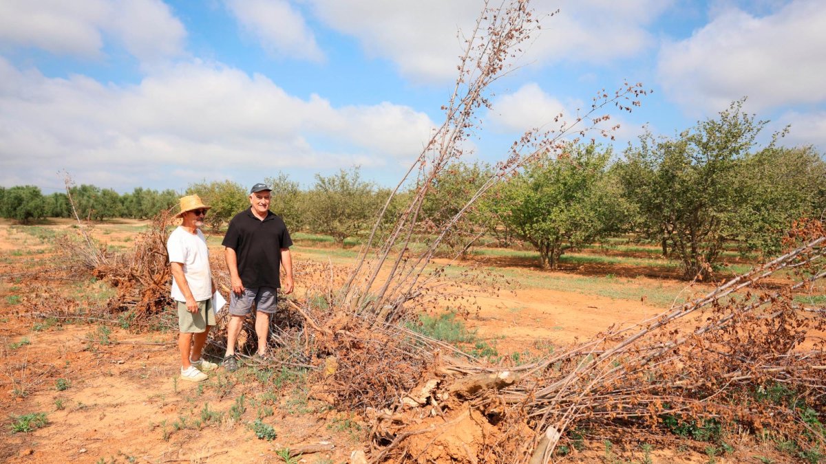 Avellanos de Riudoms que han muerto al no aguantar el calor y la sequía de los últimos años.
