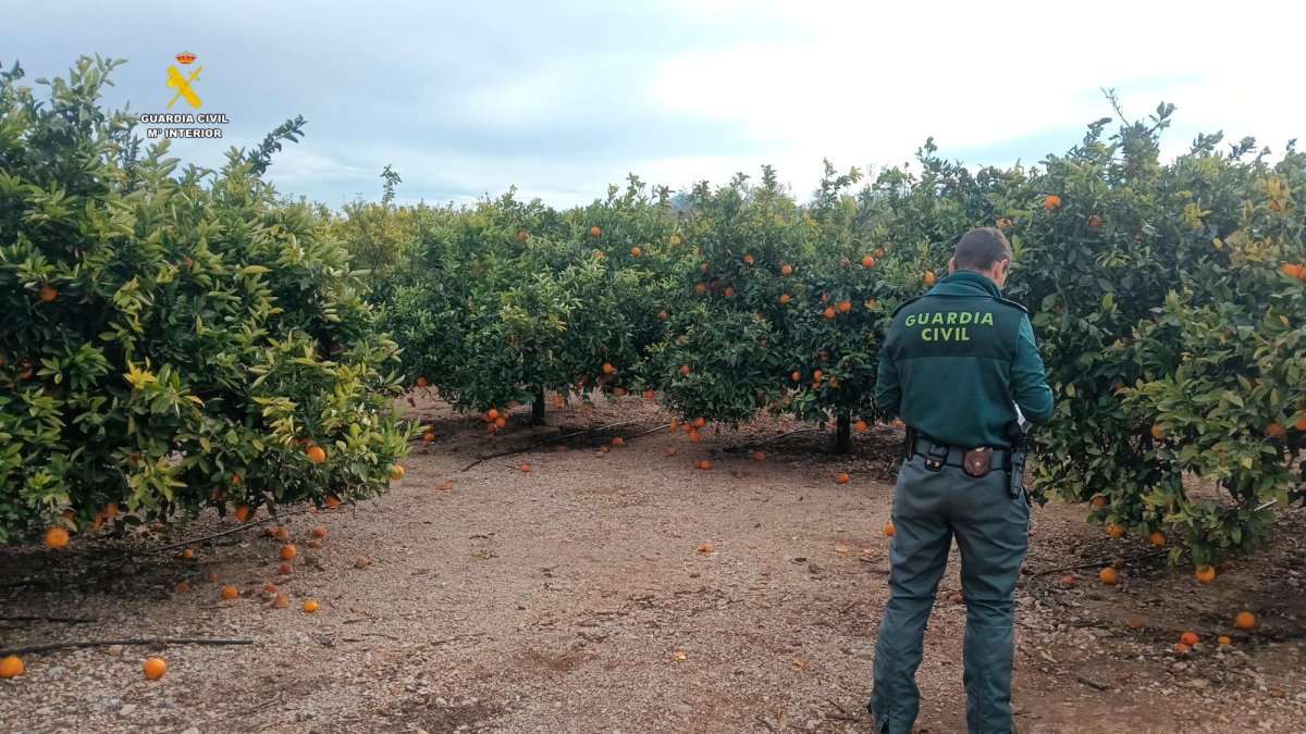 Un agente del Seprona en la finca donde se halló en veneno.