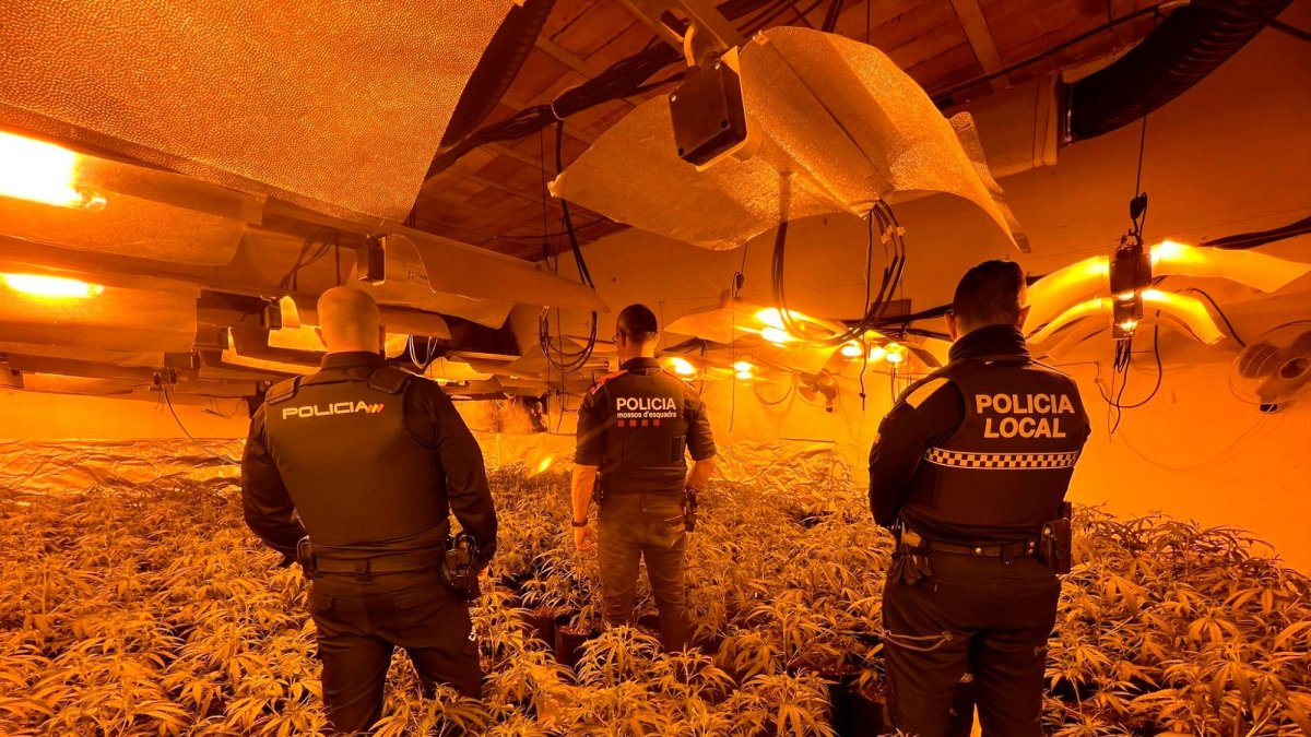 Agentes de la Policía Nacional, Mossos d’Esquadra y Policia Local en una plantación de marihuana en Cambrils.