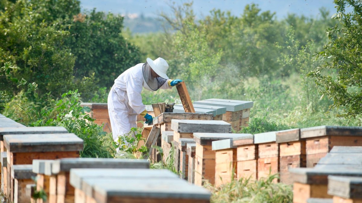 Un apicultor del Perelló.