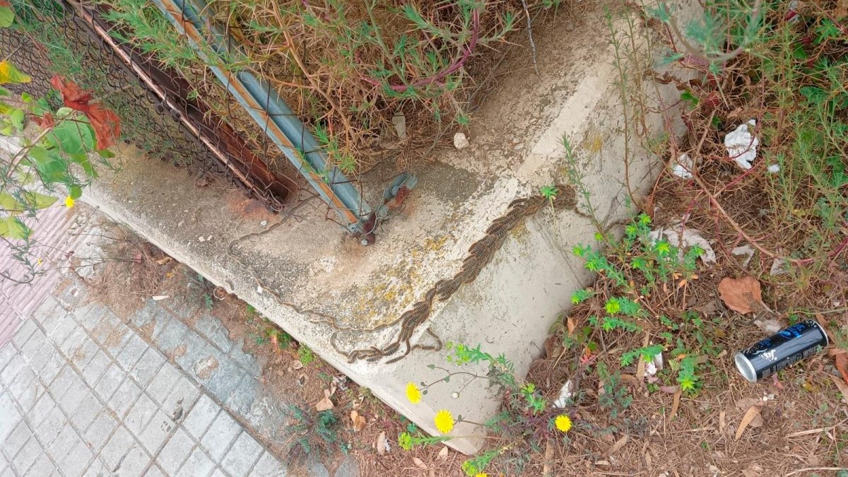 Orugas procesionarias en el perímetro del antiguo laboratorio de ensayo, en Campclar.