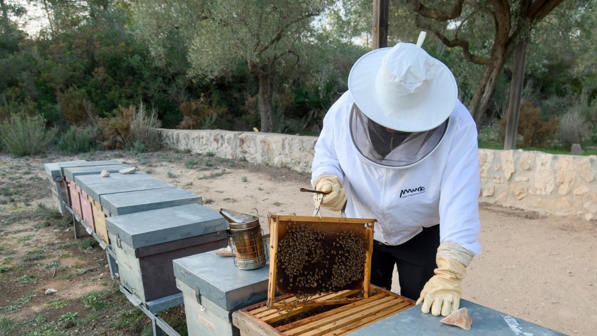Un apicultor del Perelló.