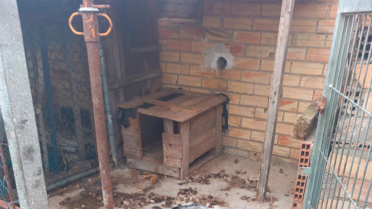 Estado en el que se encontraba el animal.