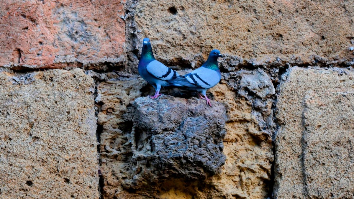 El contrato contempla eliminar nidos en fachadas si afectan la vía pública.