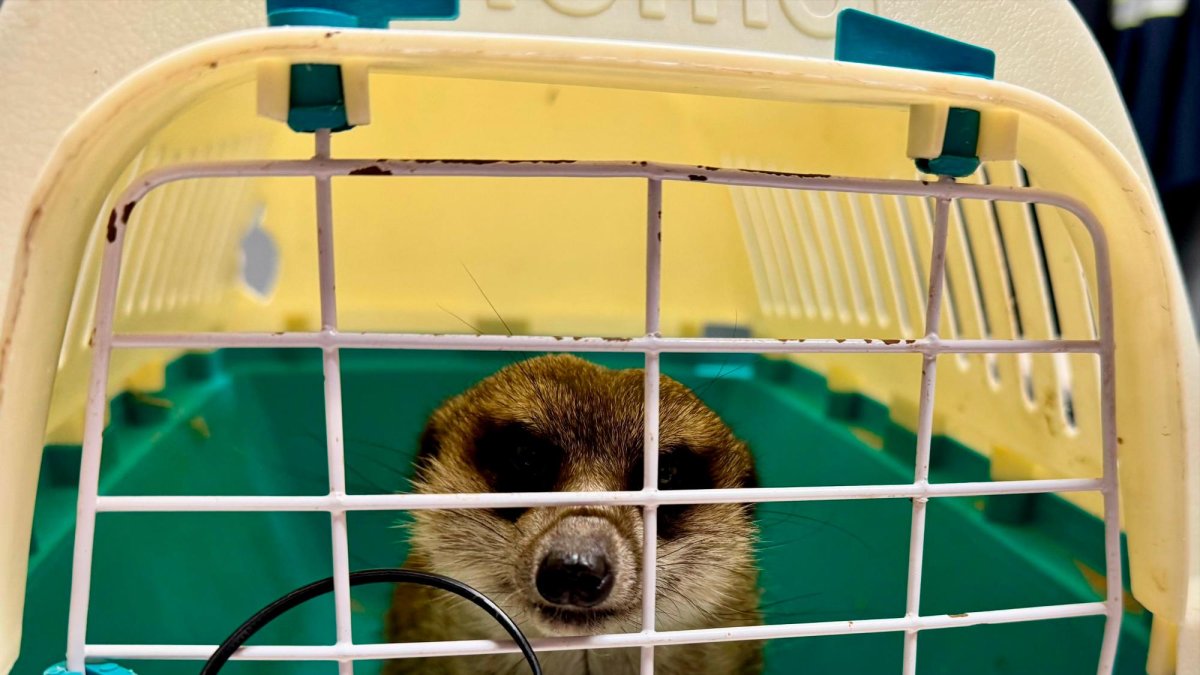 La suricata que se llevaron de la granja.