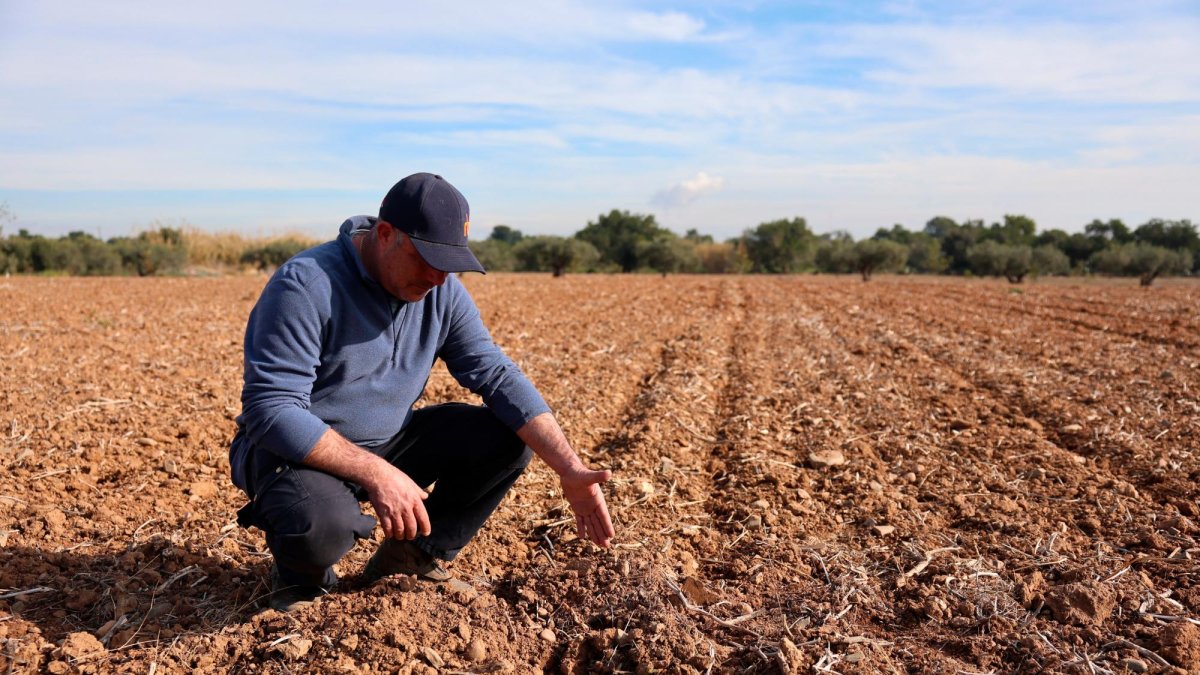 Jaume muestra el terreno donde tenía plantados los 150 algarrobos desde hace dos años.