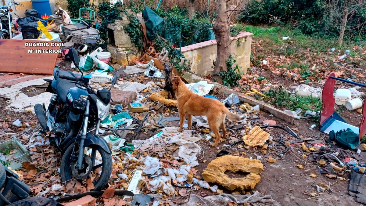 Imagen de uno de los perros hallados viviendo entre basura.