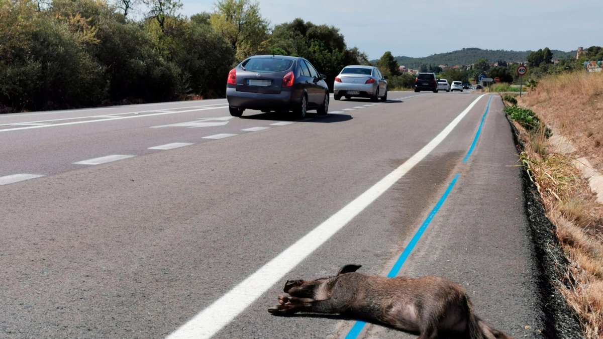 Los jabalíes son uno de los animales que más accidentes provocan.