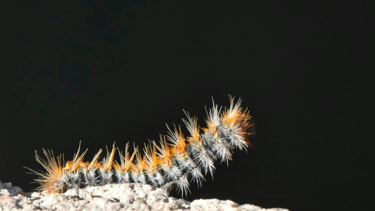 Imatge d'una oruga processionària