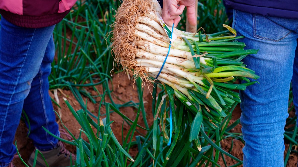 Un conreu que comença molts mesos abans d’arribar al plat i als masos de molta gent