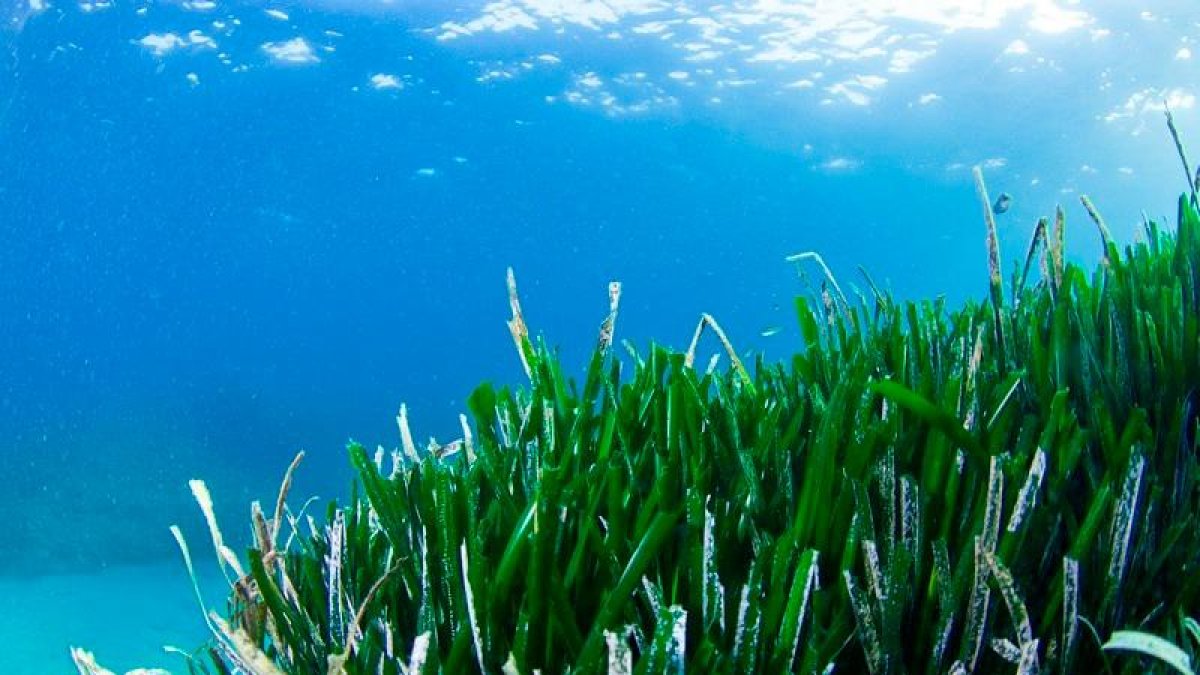 Cambrils quiere conocer al detalle su fondo marino.