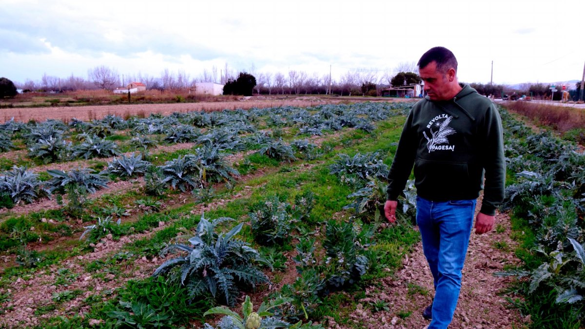El president del Gremi de la Pagesia Catalana, Joan Regolf, inspecciona el seu camp de carxoferes al municipi d’Amposta.
