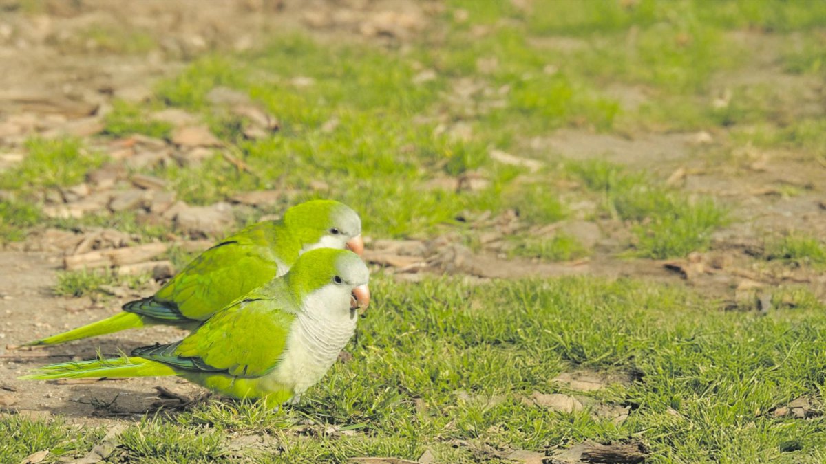 Las cotorras argentinas están consideradas especies exóticas invasoras.