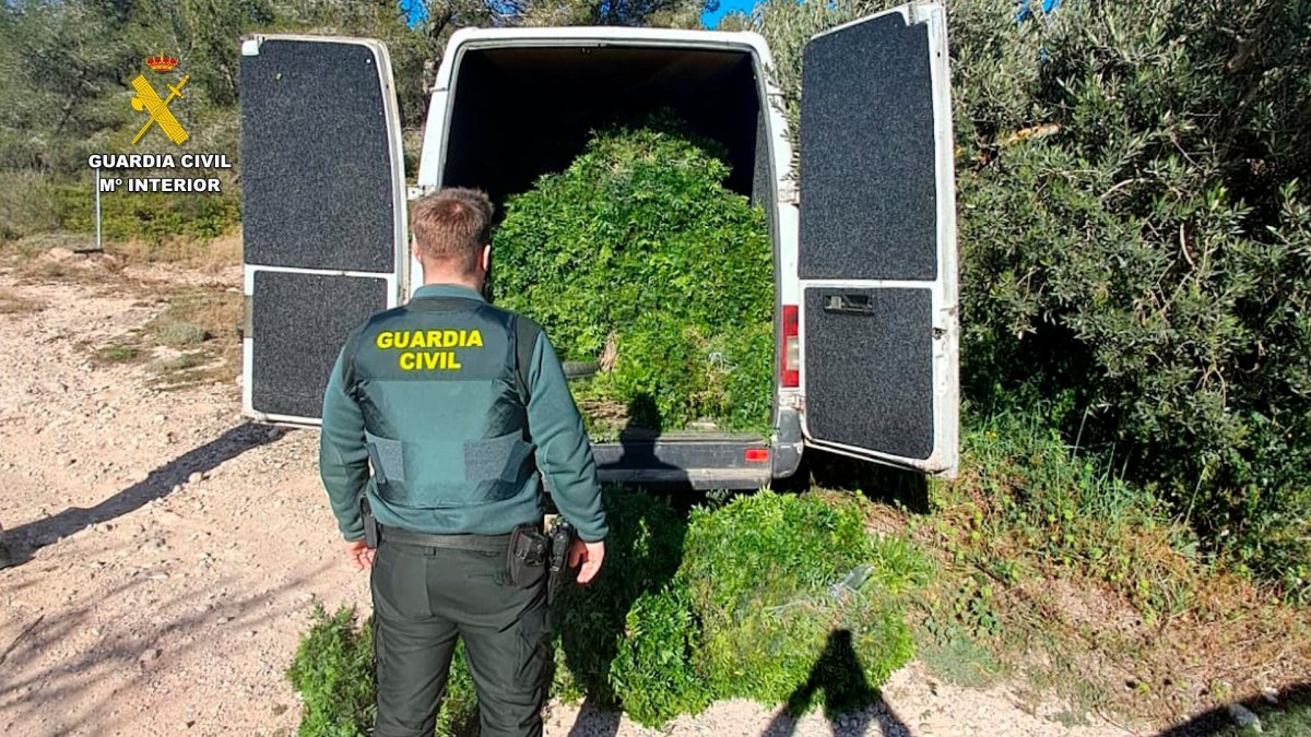 Aquesta setmana es van intervenir 1,9 tones de llentiscle a Gandesa.