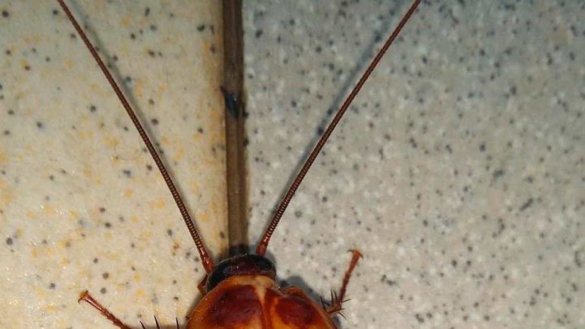 Una cuca.