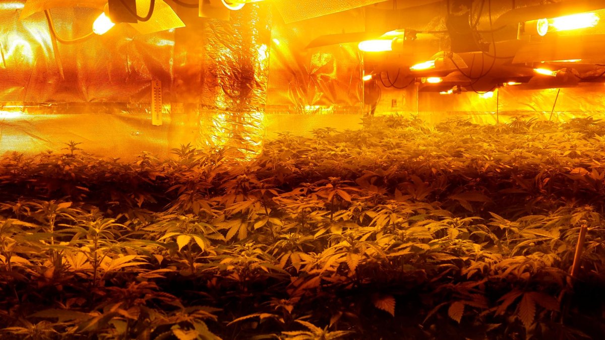 Plantas de marihuana en una habitación del chalet.