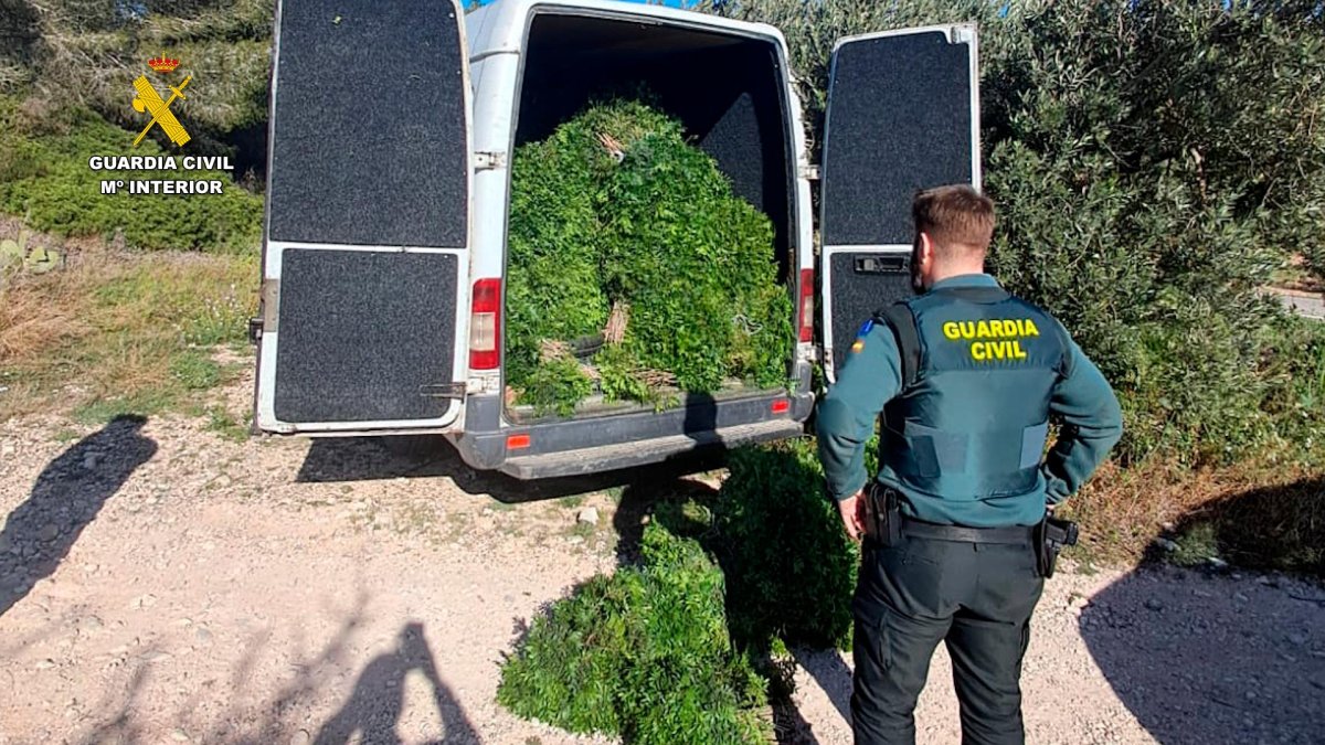 El lentisco estaba distribuido en 500 fajos.