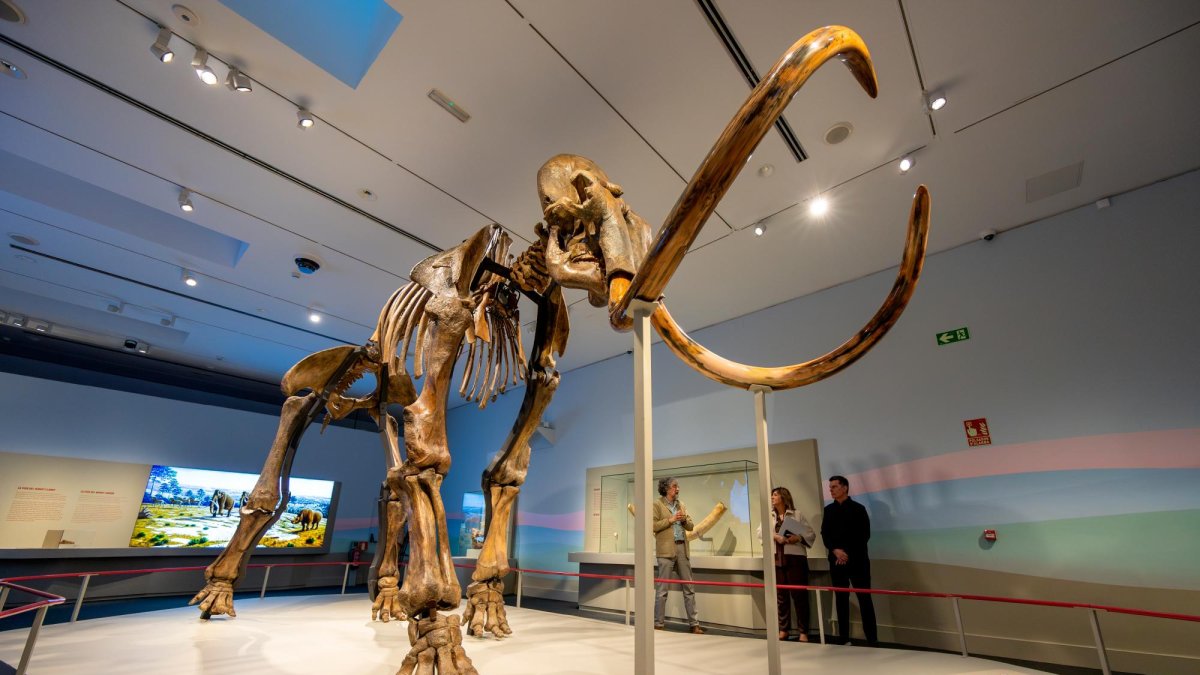 El esqueleto fosilizado de un mamut lanudo luce en la exposición.