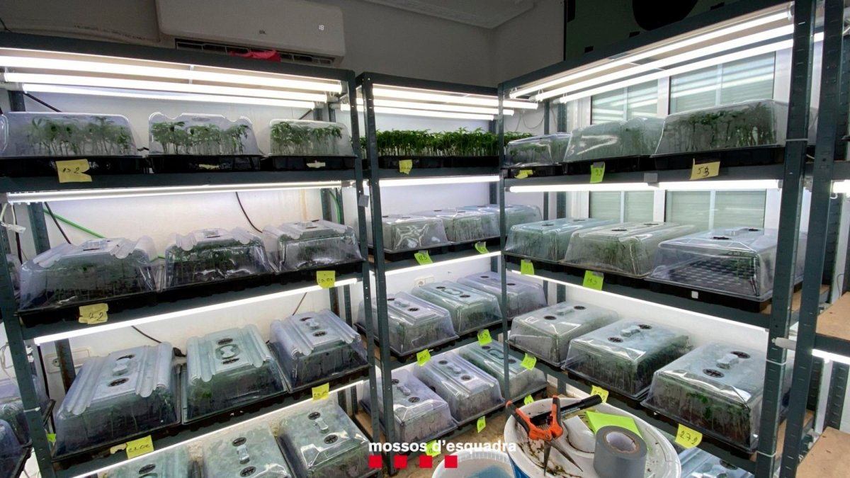 Laboratori amb esqueixos de marihuana, desmantellat en l’operatiu.