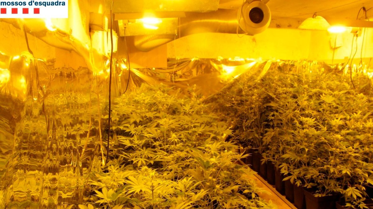 El objetivo era una organización dedicado al tráfico de marihuana.