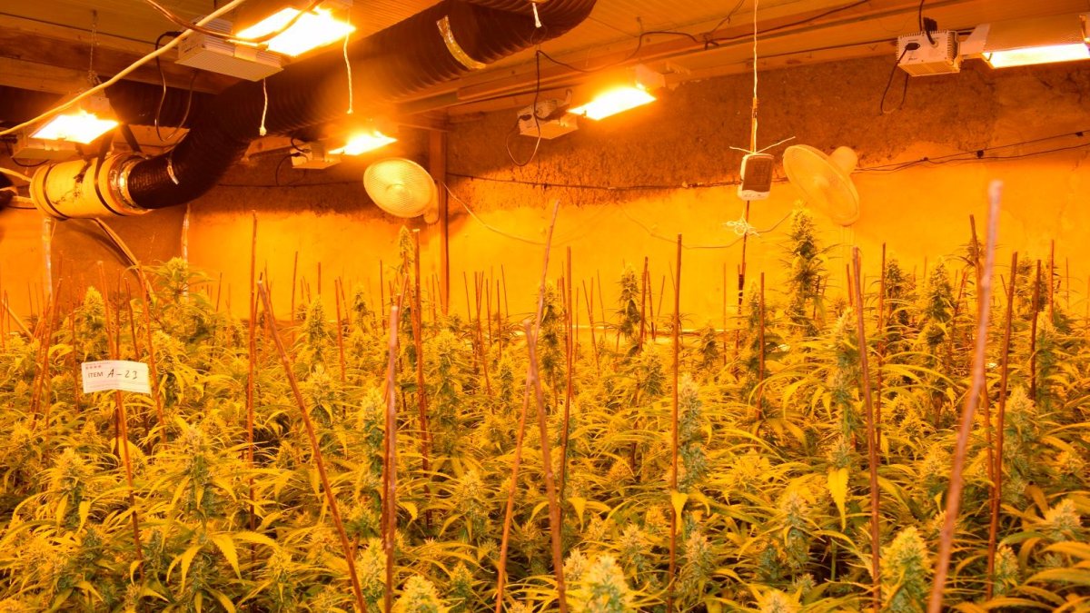 Una de las plantaciones de marihuana en Tarragona.