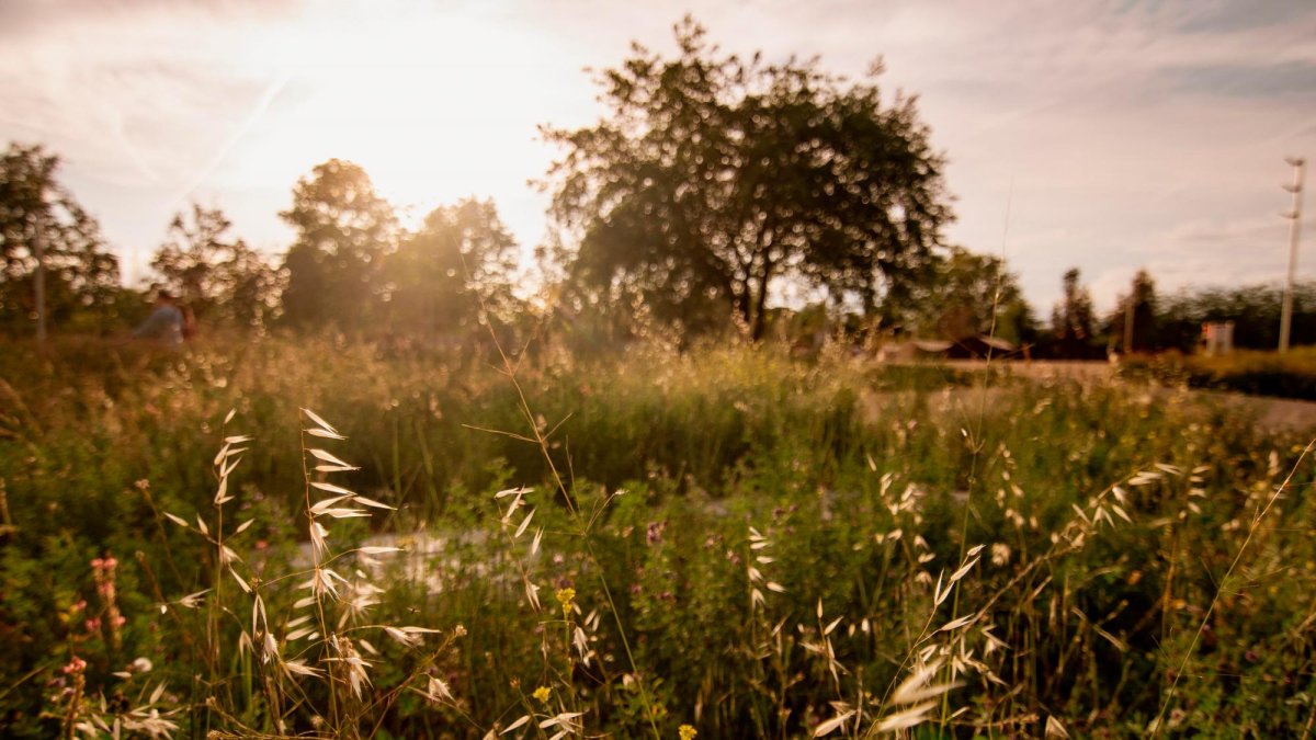 RENATUReus es una iniciativa de renaturalització i resiliència urbana.