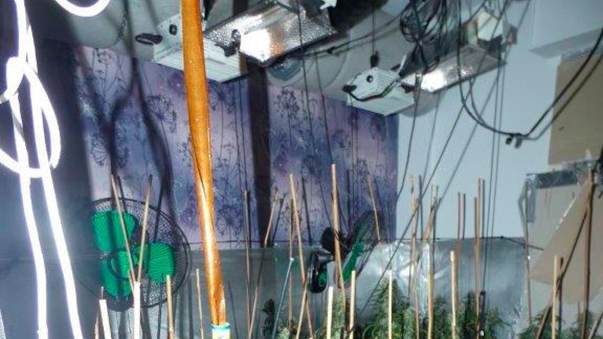 Plantas encontradas en un piso de Reus.