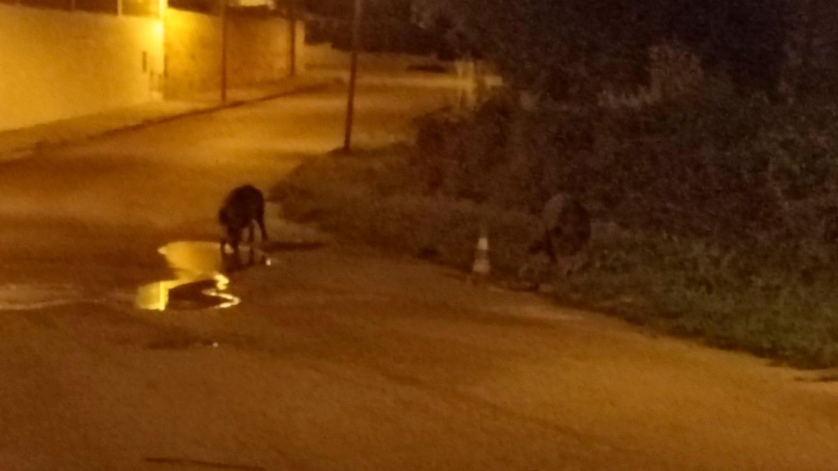 Un jabalí merodeando por una calle.