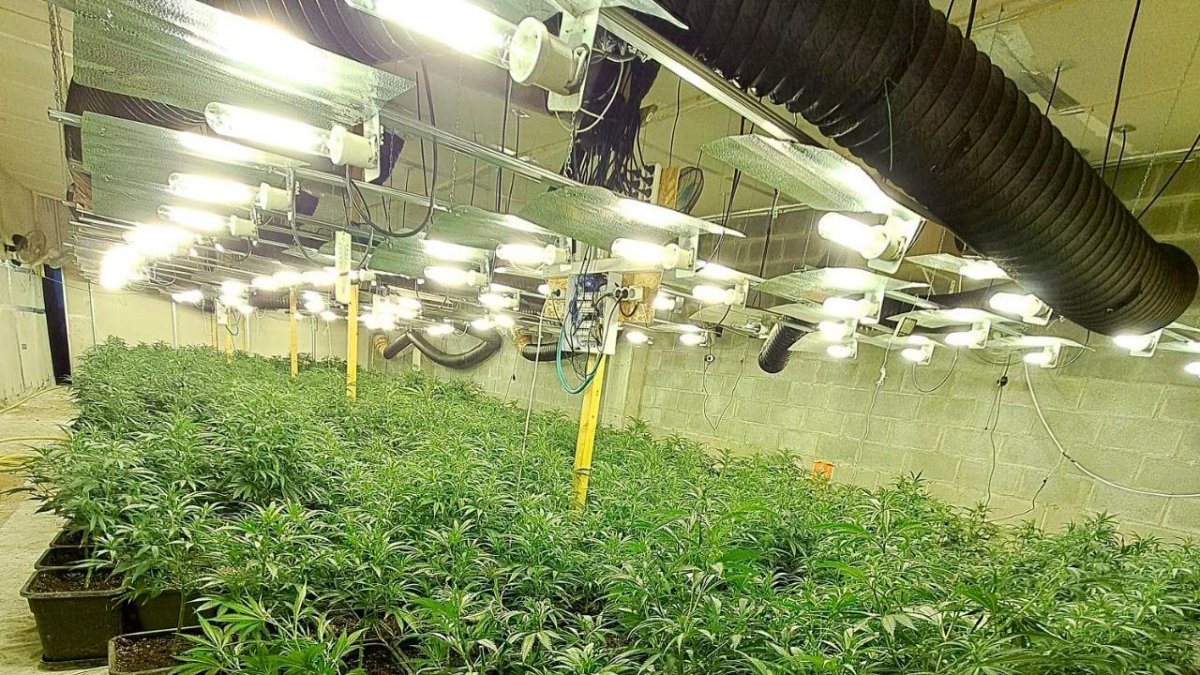 Imagen de las plantas halladas en una de las naves del grupo.