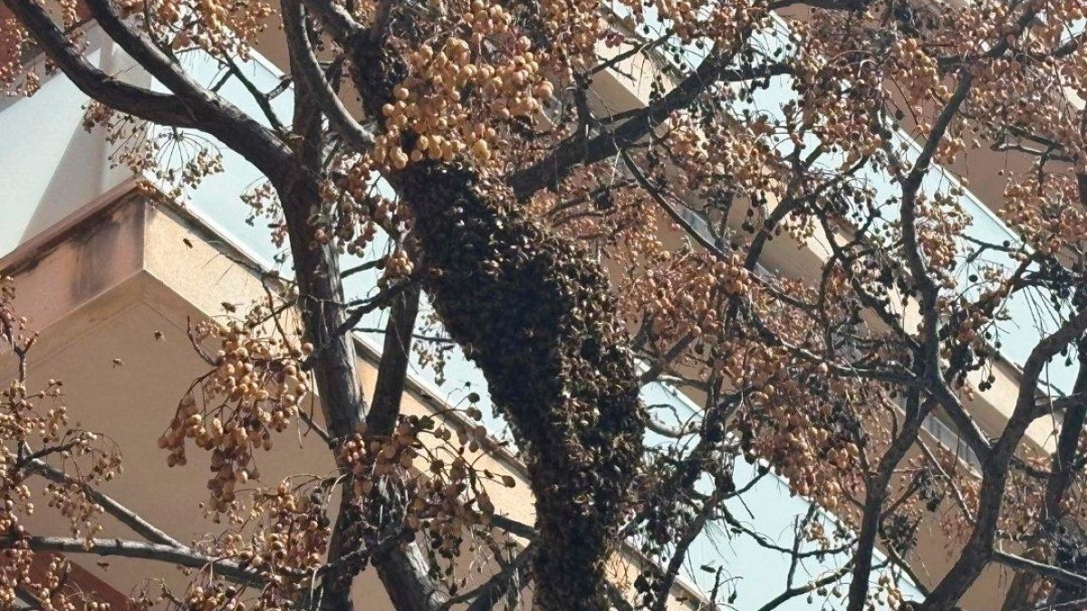 El enjambre está en un árbol, a unos cuatro metros del suelo.