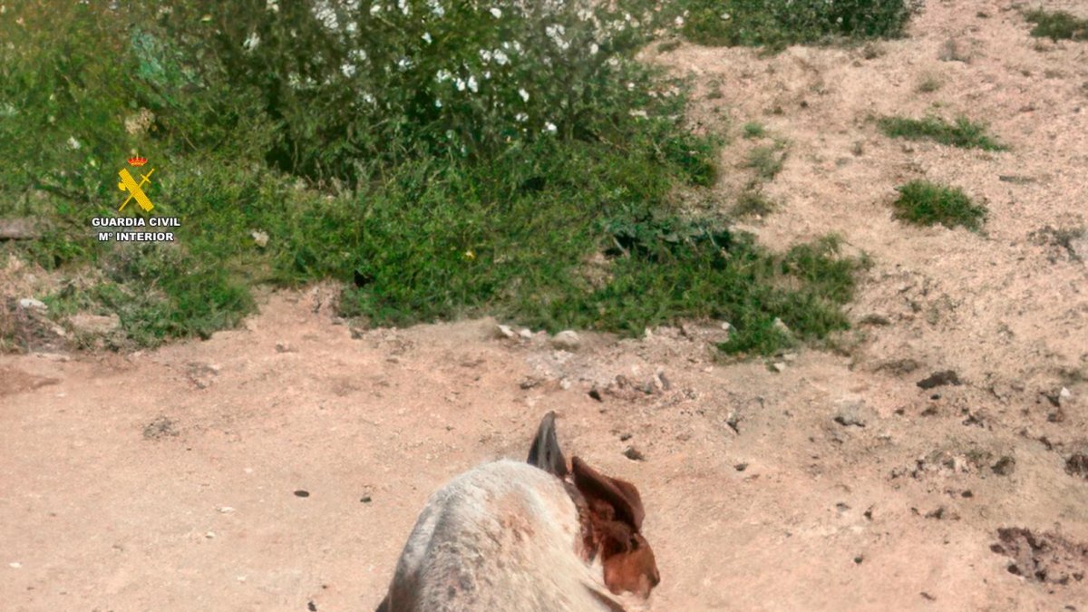 El perro de Batea presentaba una delgadez extrema y rigidez en las extremidades.