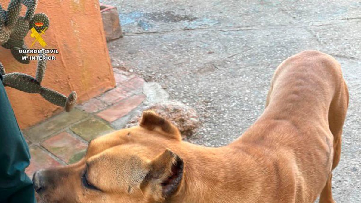 Imagen de uno de los animales hallados por la Guardia Civil en Llorenç del Penedés.