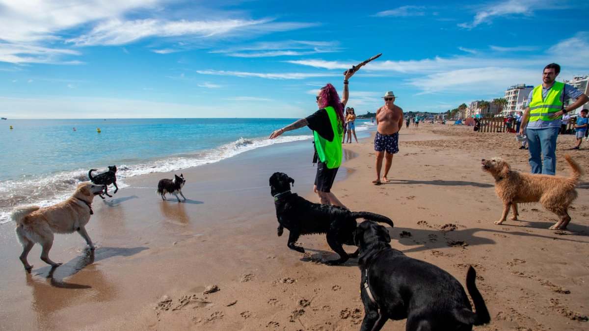 Las playas de Tarragona (y del resto de Catalunya) que admiten perros