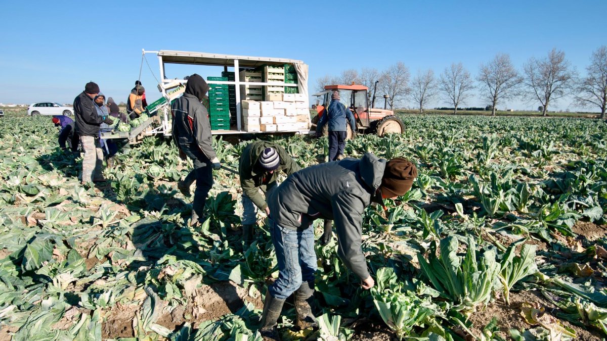 Trabajadores del sector agrícola recogiendo verdura.