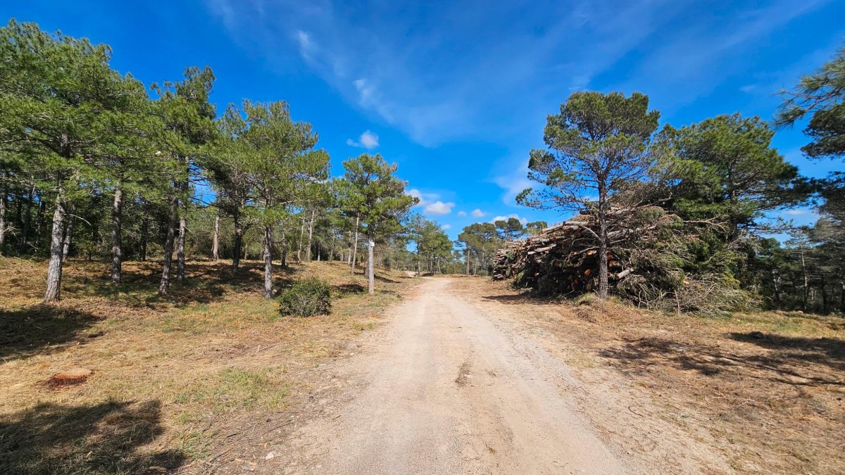 Una de les zones on s’estan portant a terme les actuacions de prevenció.