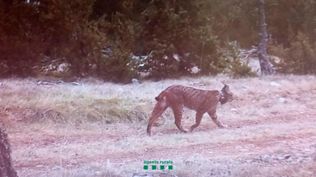 La imagen del lince en el Prepirineo de Lleida.