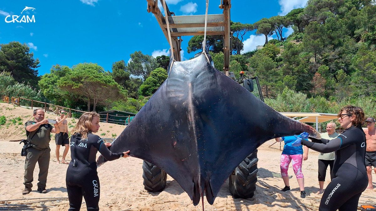 Un ejemplar adulto sacado del agua este mayo en las playas de Girona.