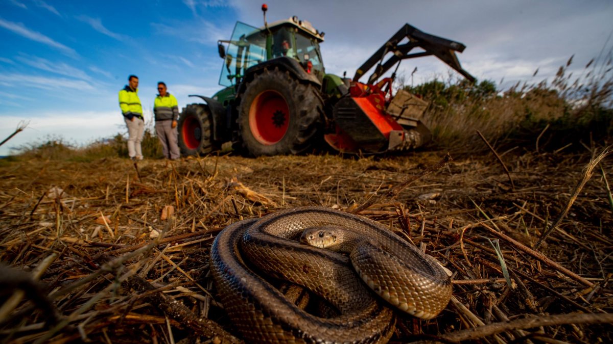 Los trabajos sacaron a la luz gran cantidad de serpientes.