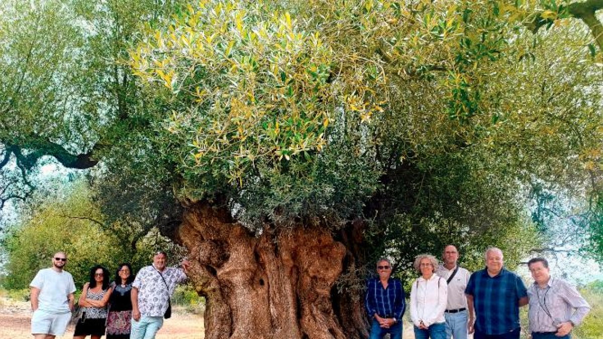 El Olivo Milenario de Sant Jordi, elegido Mejor Olivo Monumental de España 2025