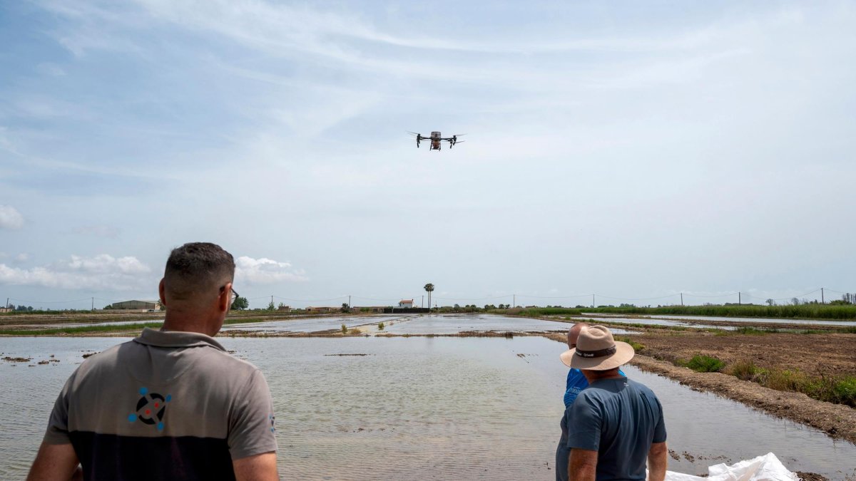 El dron pot portar fins a 50 quilos de llavors d’arròs per sembrar.