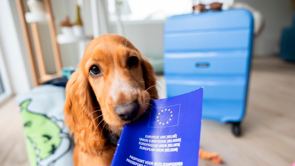 Imagen de una mascota con su pasaporte europeo.