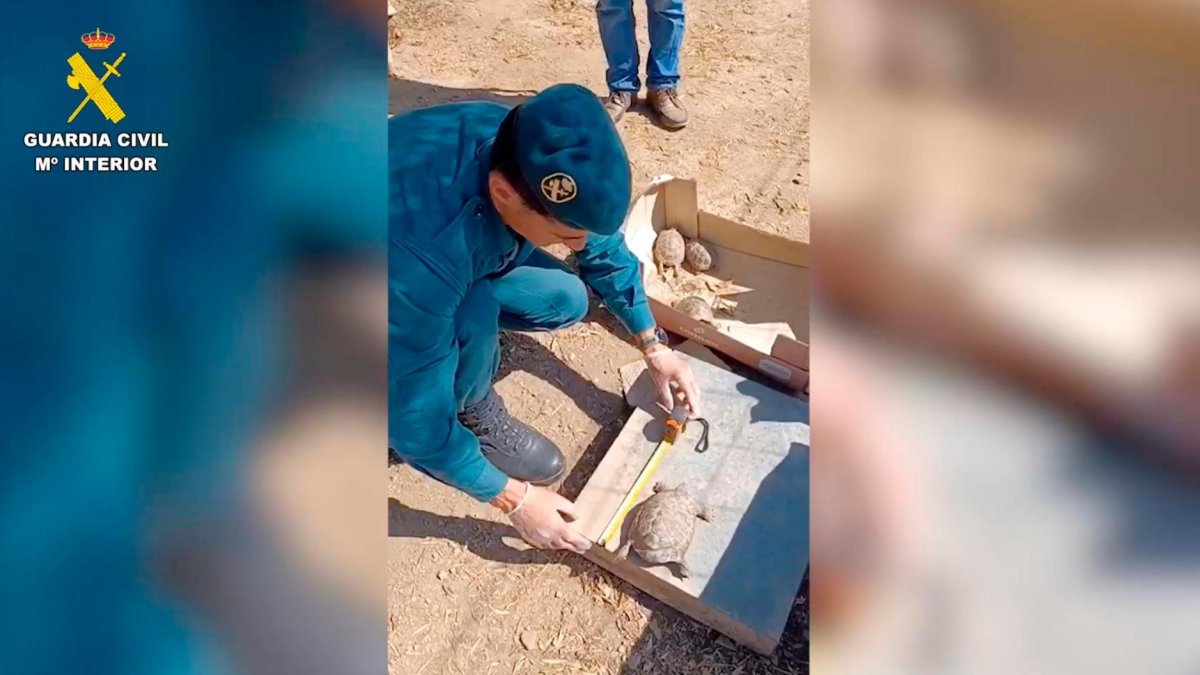 Los cuatro ejemplares son de las especies tortuga mediterránea y tortuga mora.